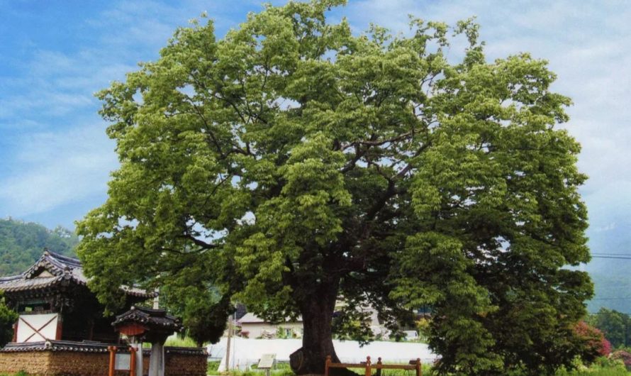 16 Symbolic Meanings of Dreaming of a Beech Tree