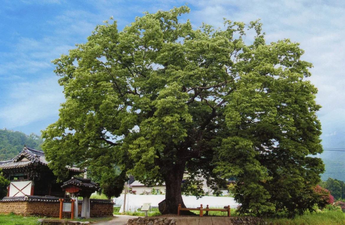 16 Symbolic Meanings of Dreaming of a Beech Tree