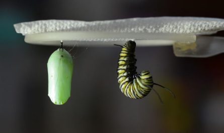 18 symbolic meanings of dreaming of pupae