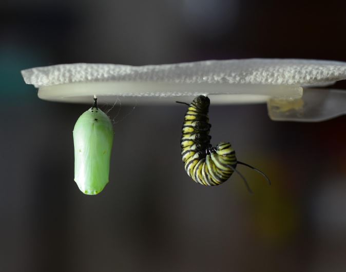 18 symbolic meanings of dreaming of pupae