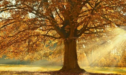 17 Spiritual Meanings of Dreaming of Falling Leaves