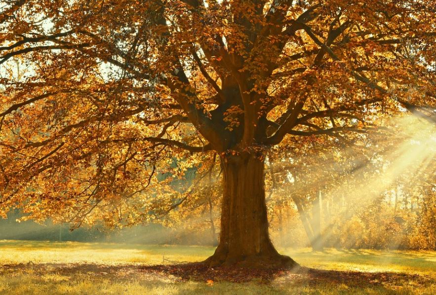 17 Spiritual Meanings of Dreaming of Falling Leaves
