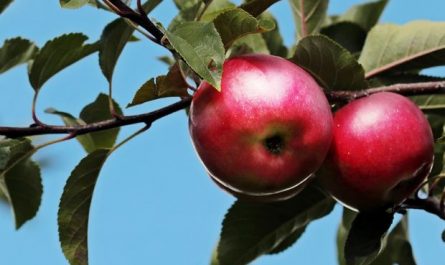 20 Spiritual Meanings of Dreaming of an Apple Tree