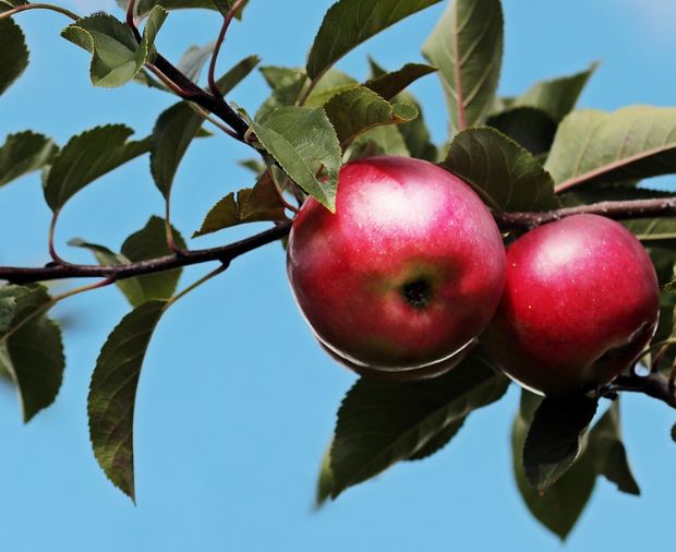 20 Spiritual Meanings of Dreaming of an Apple Tree