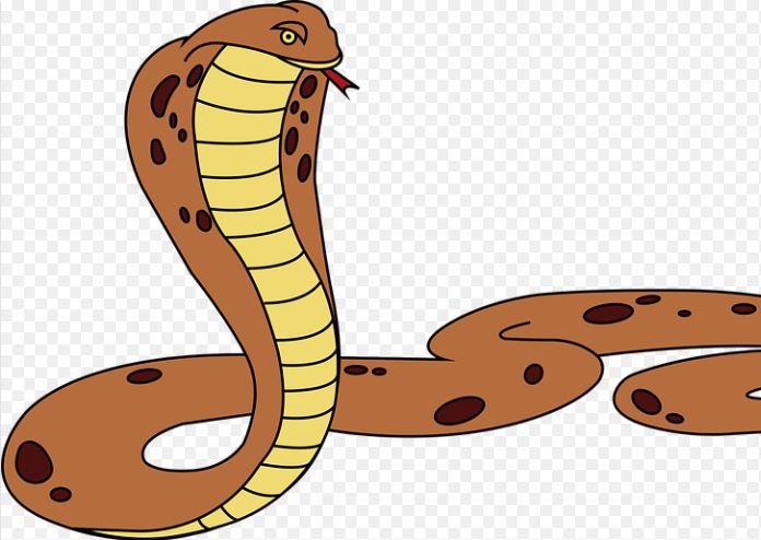 20 Spiritual Meanings of Dreaming of Cobra