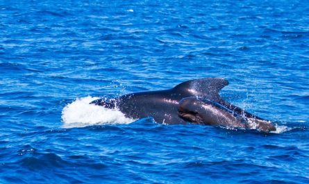 18 Spiritual Meanings of Dreaming about baby whales