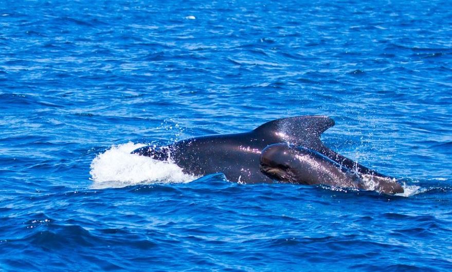 18 Spiritual Meanings of Dreaming about baby whales