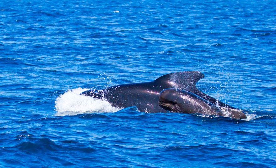 18 Spiritual Meanings of Dreaming about baby whales