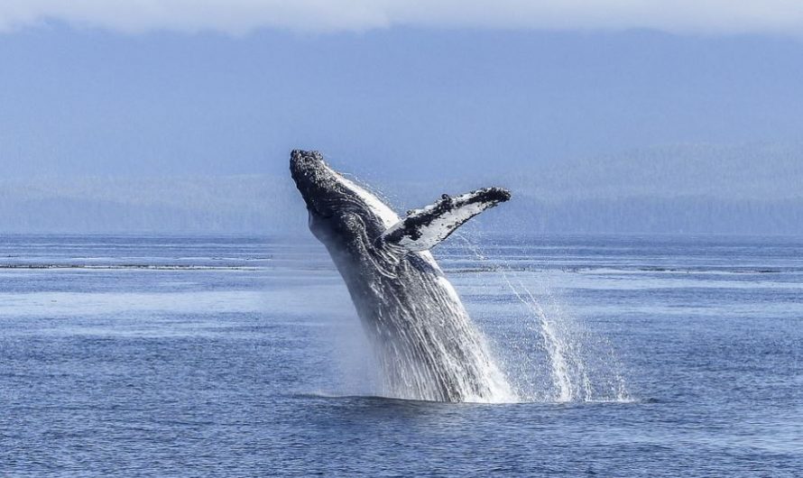 21 Spiritual Meanings of Dreaming about Humpback Whale