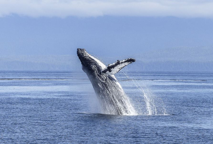 21 Spiritual Meanings of Dreaming about Humpback Whale