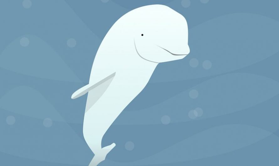18 Spiritual Meanings of Dreaming of beluga whales