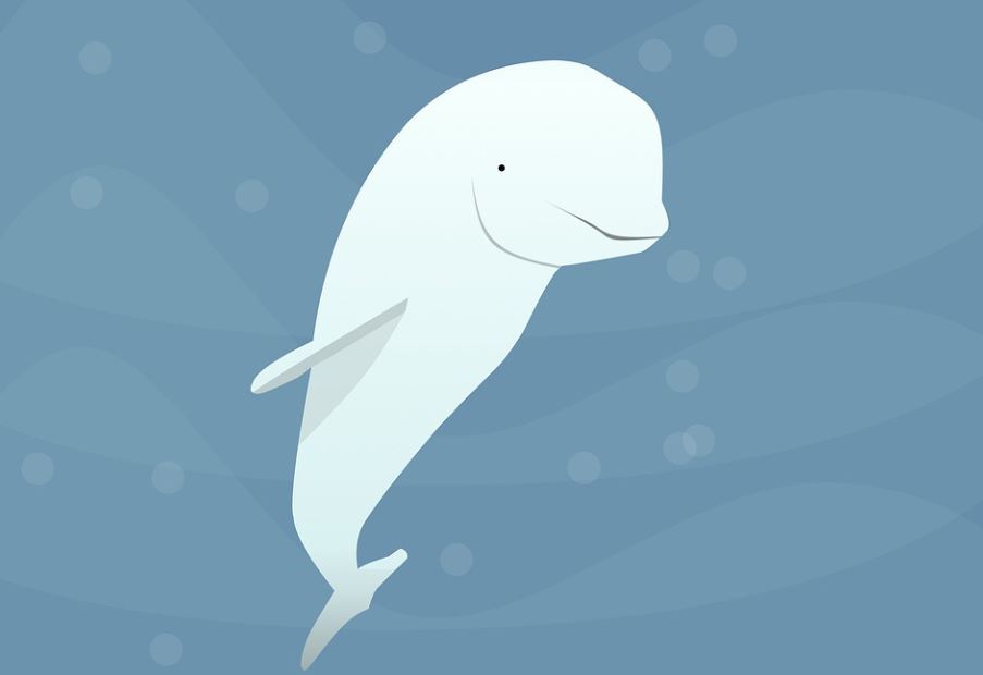 18 Spiritual Meanings of Dreaming of beluga whales