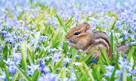 20 Spiritual Meanings of Dreaming of Squirrels