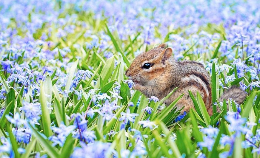 20 Spiritual Meanings of Dreaming of Squirrels