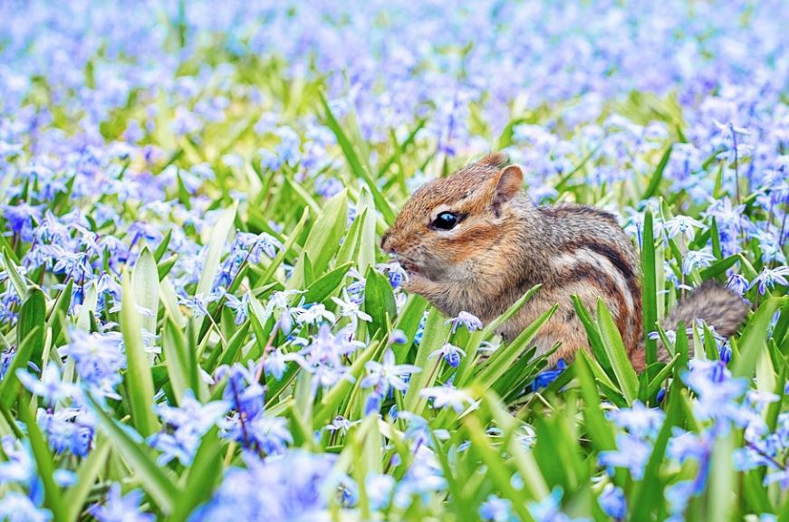20 Spiritual Meanings of Dreaming of Squirrels