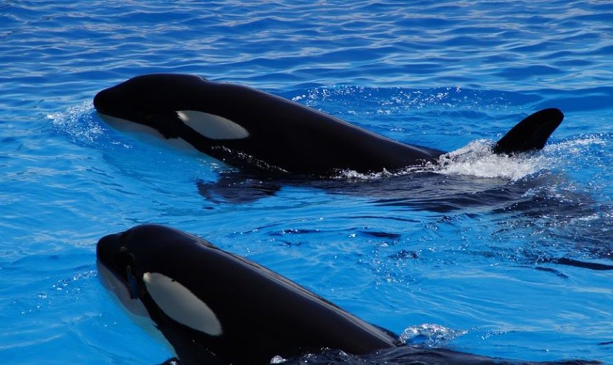 18 Spiritual Meanings of Dreaming of Black Whales