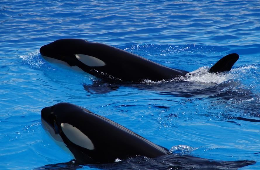 18 Spiritual Meanings of Dreaming of Black Whales