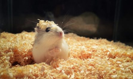 20 Spiritual Meanings of Dreaming of Hamsters