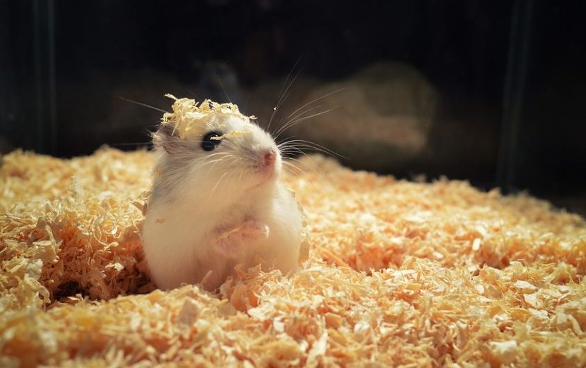 20 Spiritual Meanings of Dreaming of Hamsters