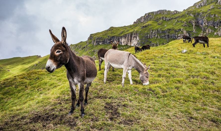 25 Spiritual Meanings of Dreaming of a Donkey