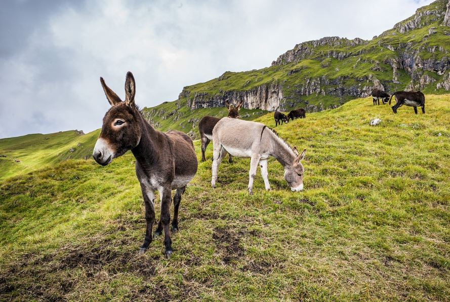 25 Spiritual Meanings of Dreaming of a Donkey