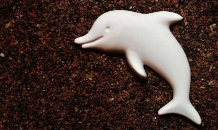 17 Spiritual Meanings of Dreaming of White Dolphins