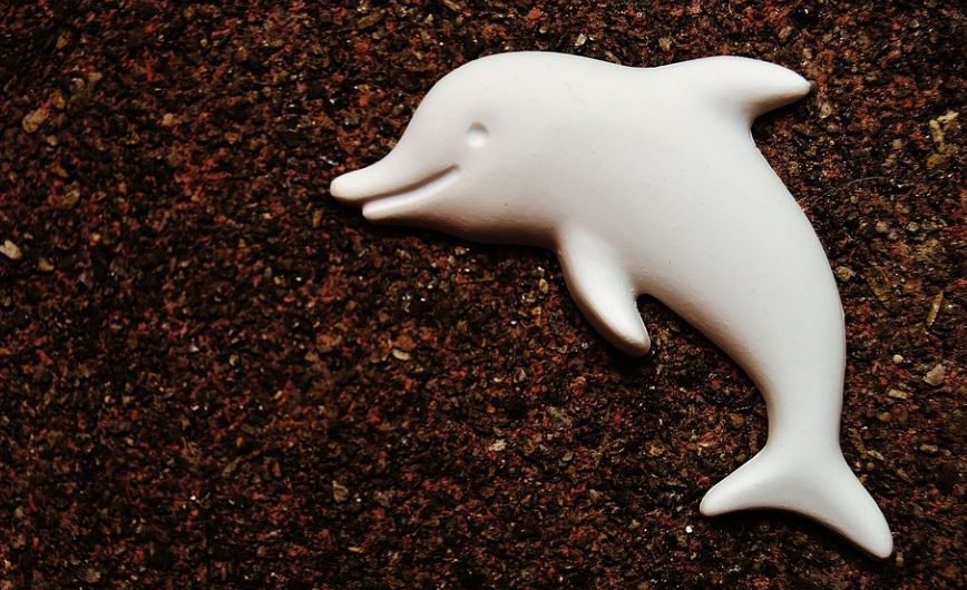 17 Spiritual Meanings of Dreaming of White Dolphins