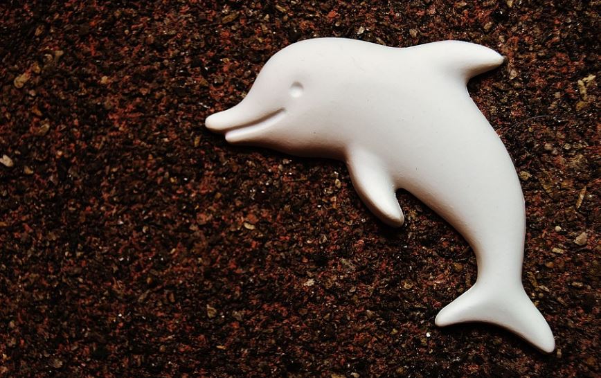 17 Spiritual Meanings of Dreaming of White Dolphins