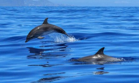 17 Spiritual Meanings of Dreaming of Black Dolphins