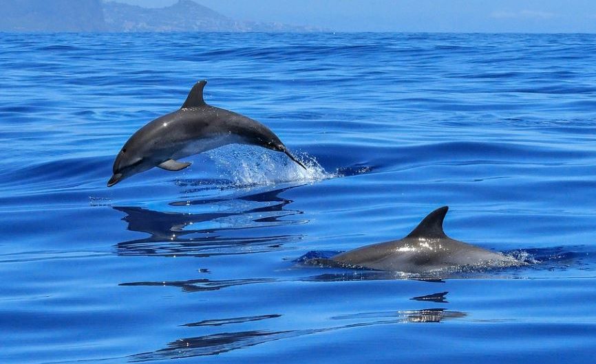 17 Spiritual Meanings of Dreaming of Black Dolphins