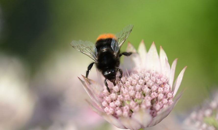 17 Spiritual Meanings of Dreaming of Black Bees