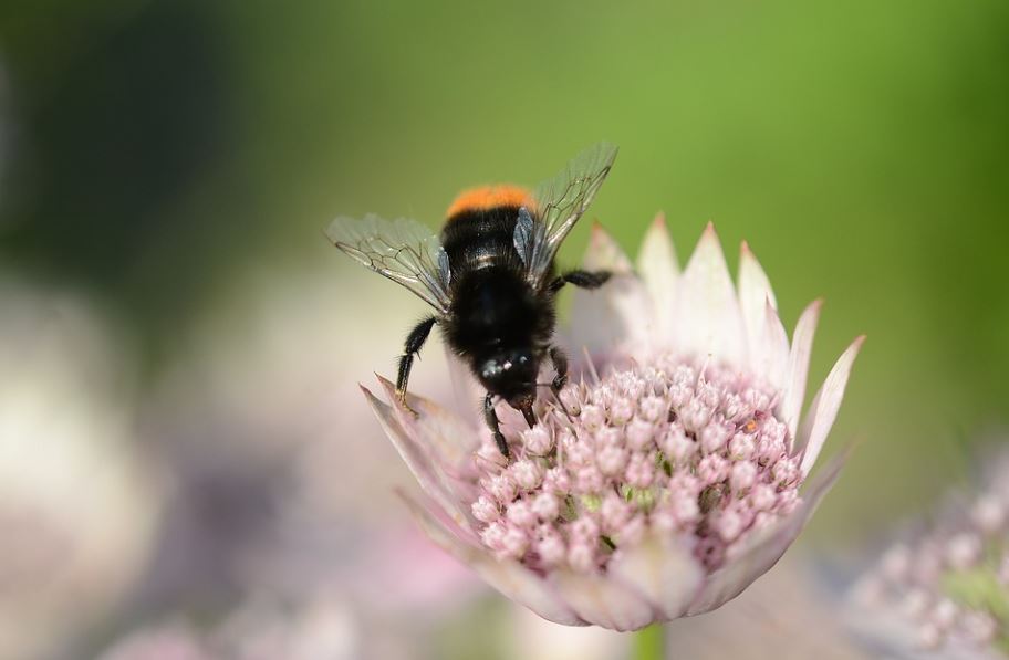 17 Spiritual Meanings of Dreaming of Black Bees
