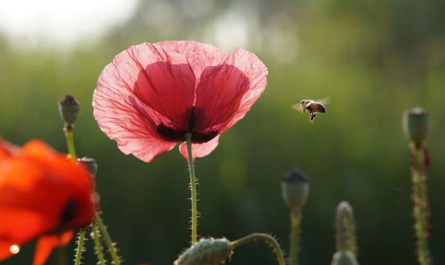 18 Spiritual Meanings of Dreaming of Bumblebee