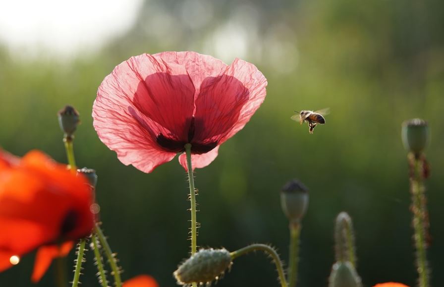 18 Spiritual Meanings of Dreaming of Bumblebee