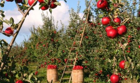 23 Spiritual Meanings of Dreaming of Apples