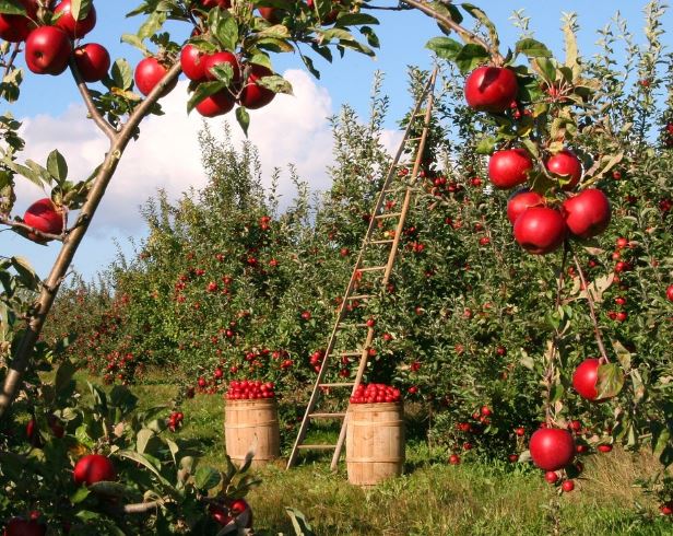 23 Spiritual Meanings of Dreaming of Apples