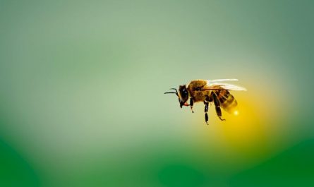 18 Spiritual Meanings of Dreaming of Being chased by Bees