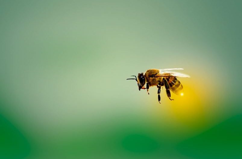 18 Spiritual Meanings of Dreaming of Being chased by Bees