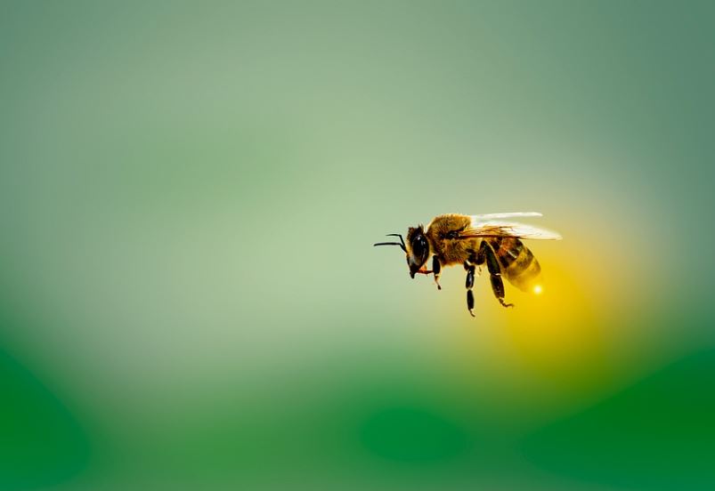 18 Spiritual Meanings of Dreaming of Being chased by Bees