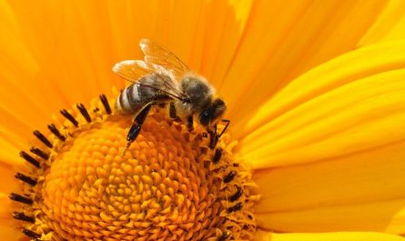 20 Spiritual Meanings of Dreaming of Catching Bees