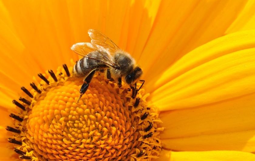 20 Spiritual Meanings of Dreaming of Catching Bees