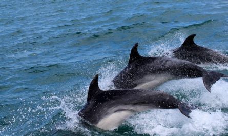 17 Spiritual Meanings of Dreaming of a Group of Dolphins