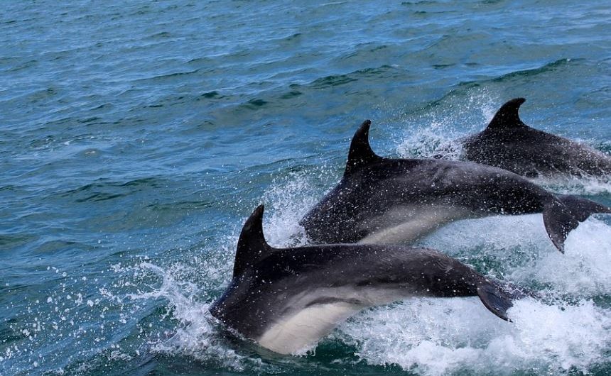 17 Spiritual Meanings of Dreaming of a Group of Dolphins