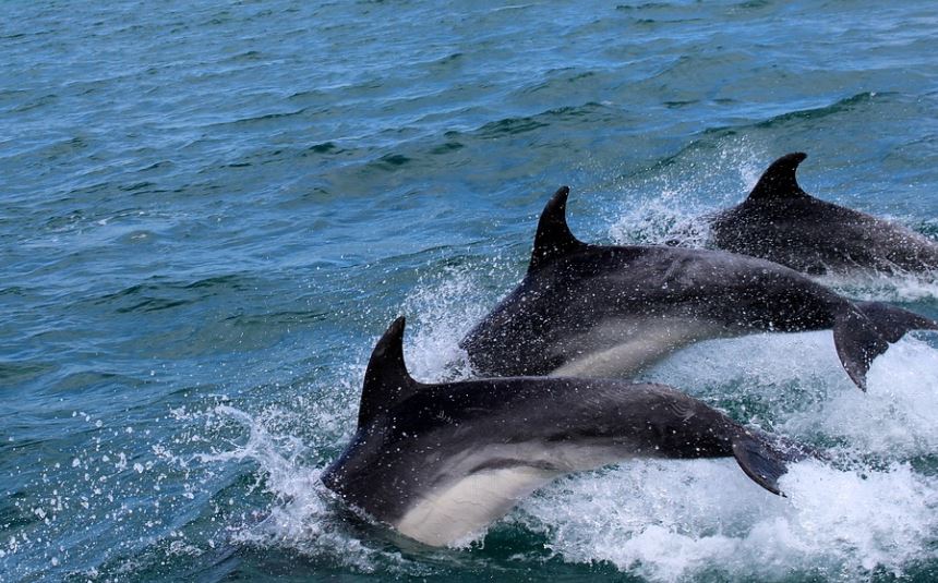 17 Spiritual Meanings of Dreaming of a Group of Dolphins