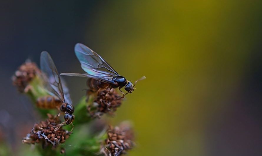 18 Spiritual Meanings of Dreaming of an Ant Queen