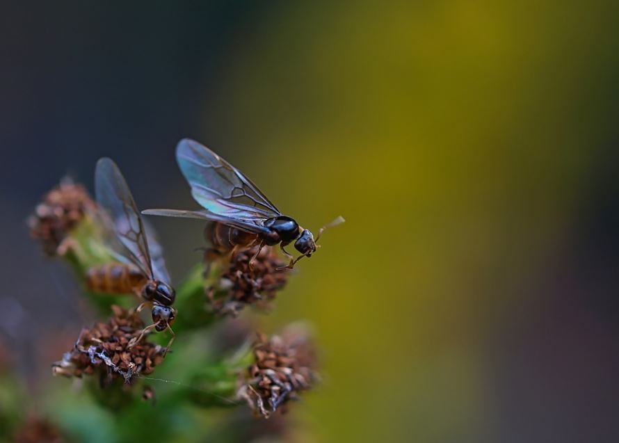 18 Spiritual Meanings of Dreaming of an Ant Queen