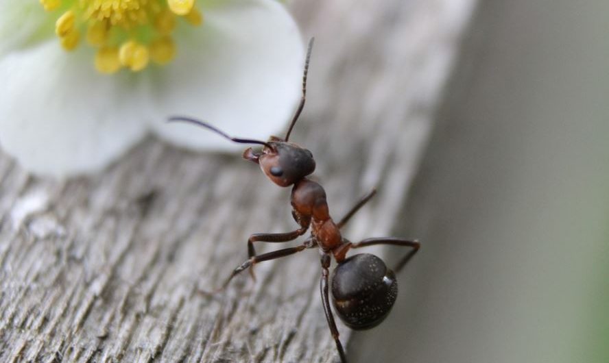 17 Spiritual Meanings of Dreaming of Black Ants