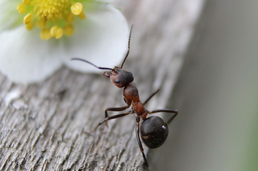 17 Spiritual Meanings of Dreaming of Black Ants