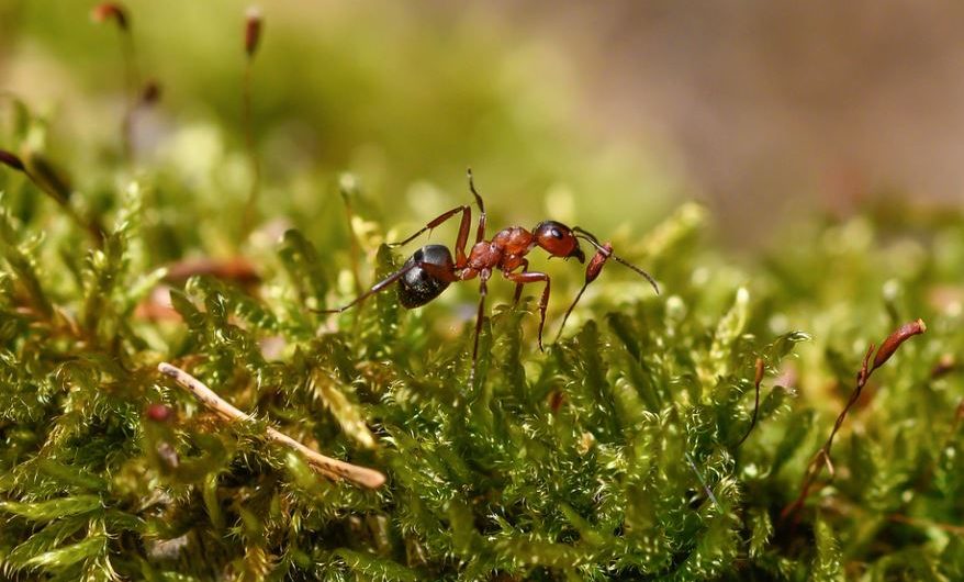 16 Spiritual Meanings of Dreaming of Red Ants