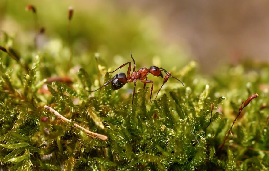 16 Spiritual Meanings of Dreaming of Red Ants